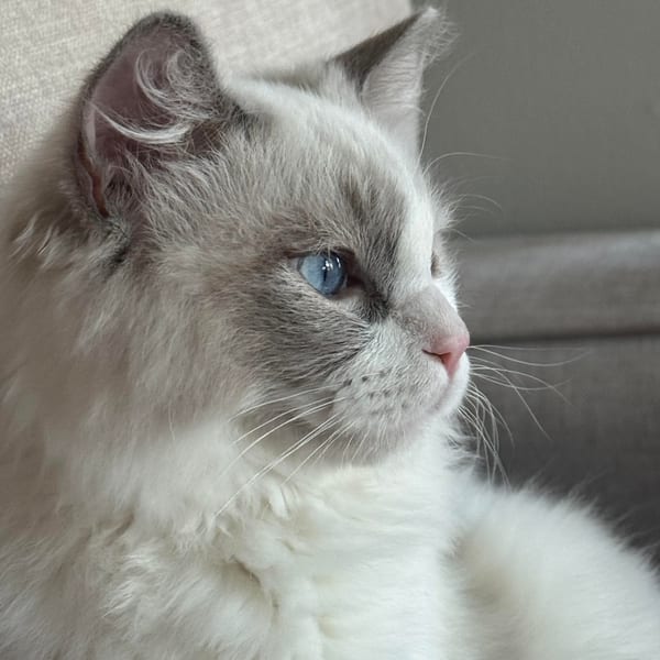 Blue Royalty Ragdolls cattery home environment