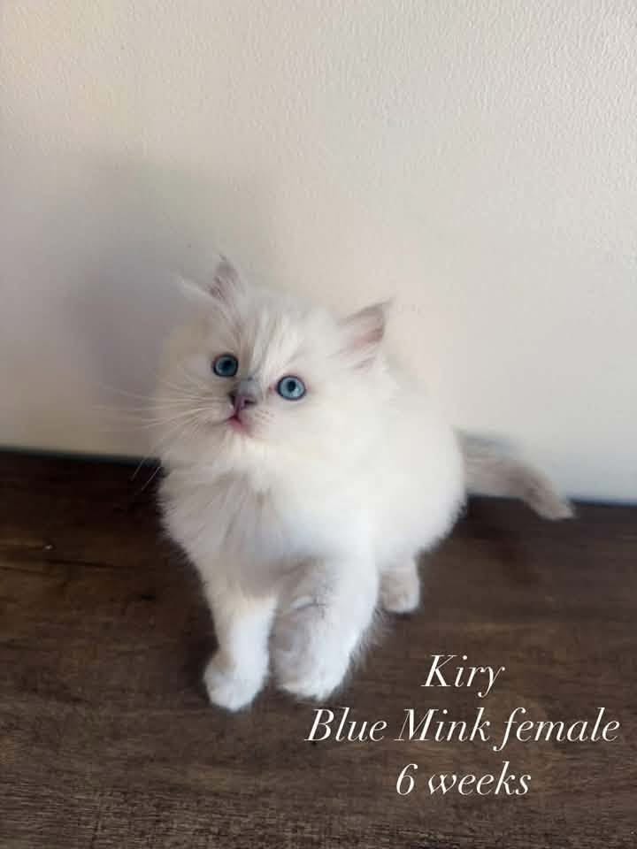 Ragdoll cat showing beautiful coat coloring
