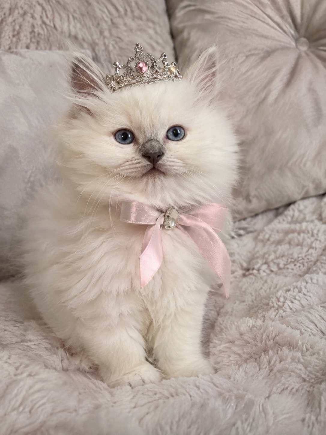 Celeste: Our future  Queen (Rare Lilac Mink)