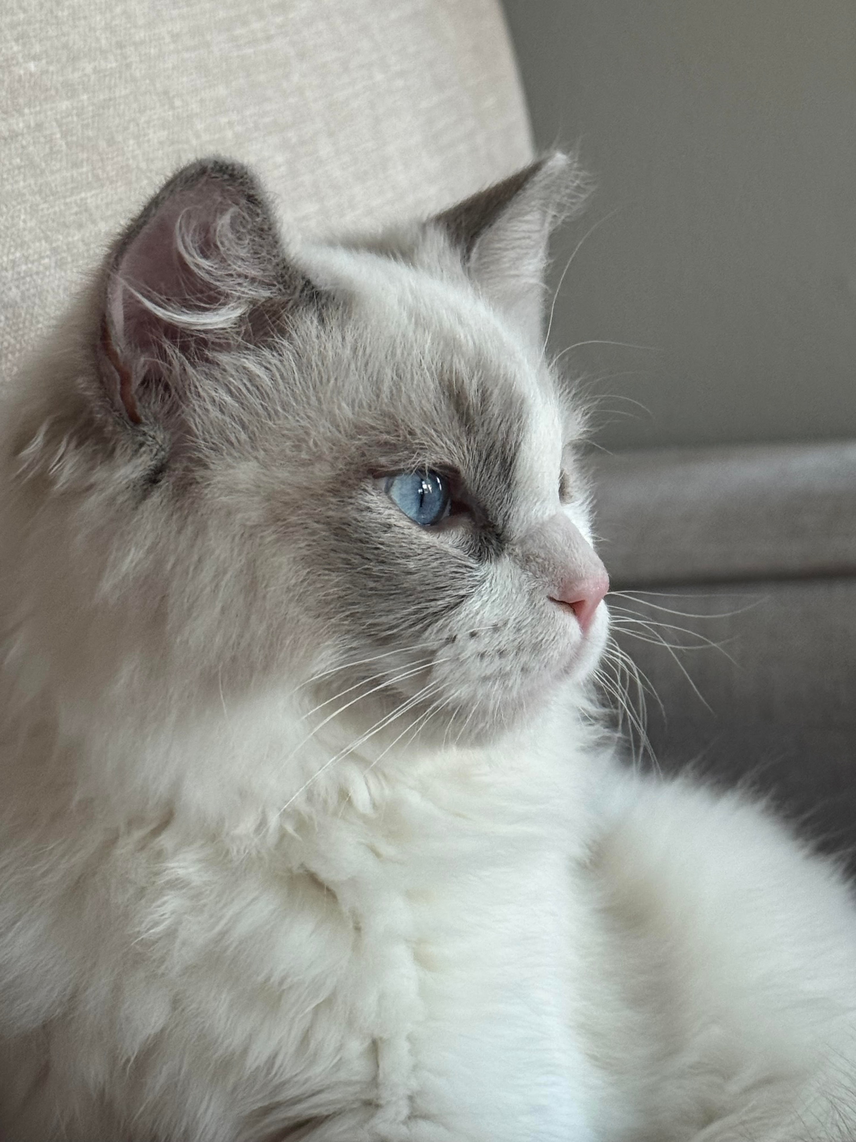 Our King: Salem
Blue Bicolor with exceptional patterns